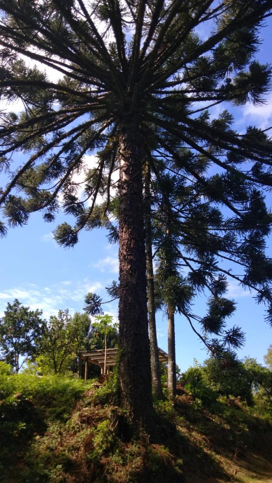 Casa ampla e aconchegante em Gramado Exterior foto
